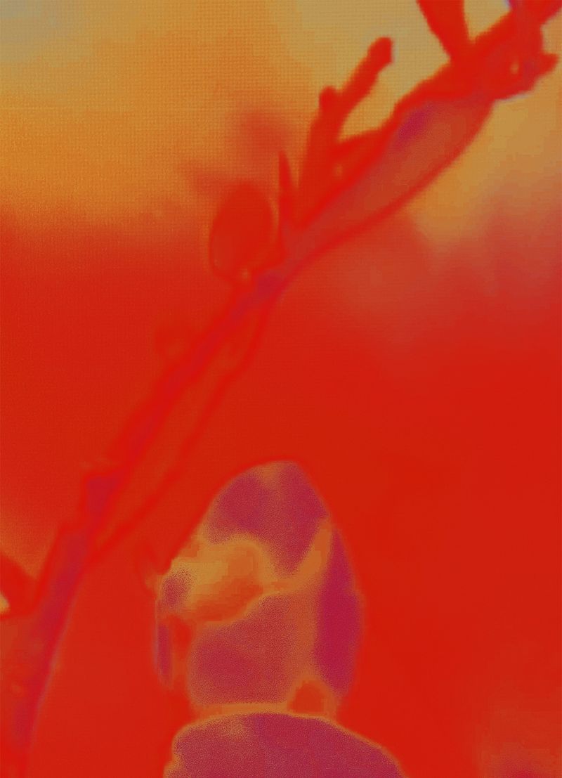 © Cecilia Sordi Campos - Image from the aguçando alegria photography project