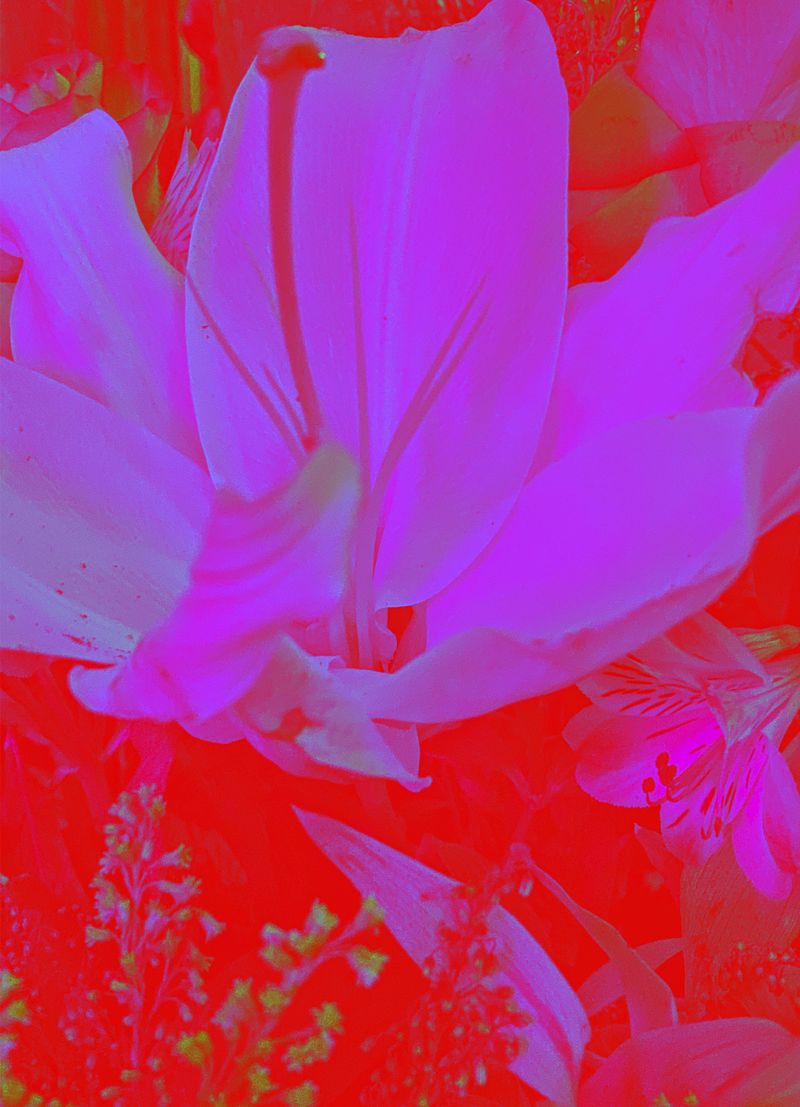 © Cecilia Sordi Campos - Image from the aguçando alegria photography project
