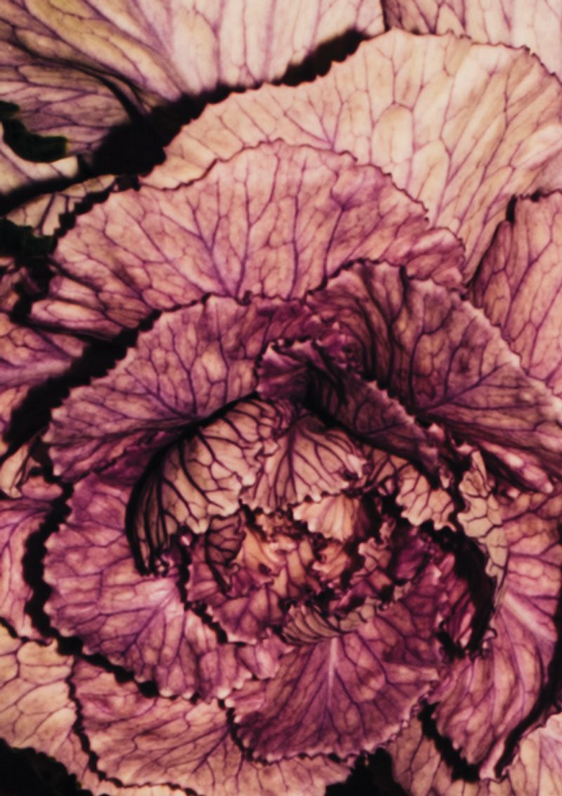 © Cecilia Sordi Campos - Cálida