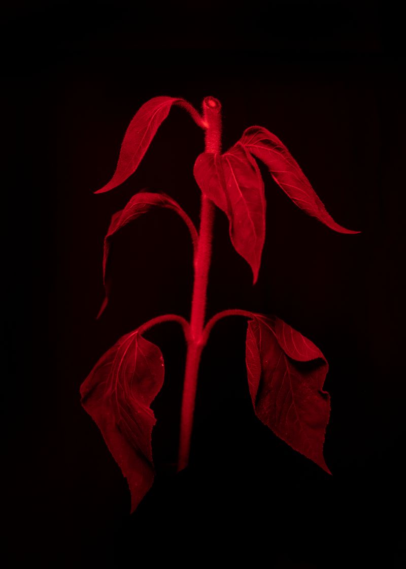 © Sergei Stroitelev - Image from the I wish it was just a nightmare photography project