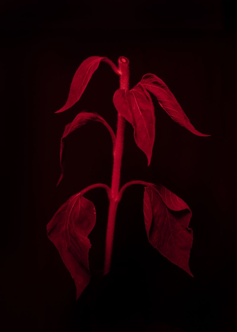 © Sergei Stroitelev - Image from the I wish it was just a nightmare photography project