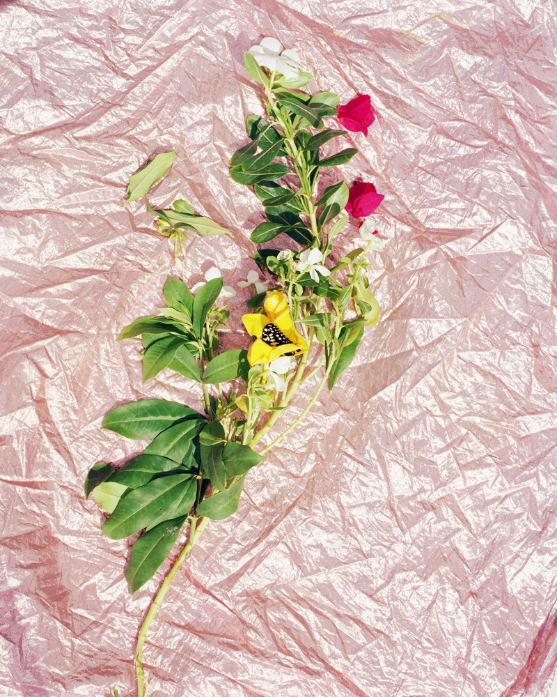 © Ulla Deventer - The Butterfly, Still life, analog-C-print, 2018