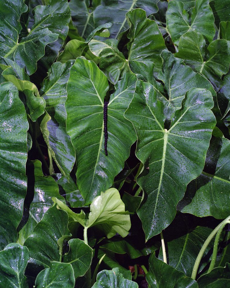 © Ulla Deventer - Hair and Leaves, Accra 2017, analog c-print