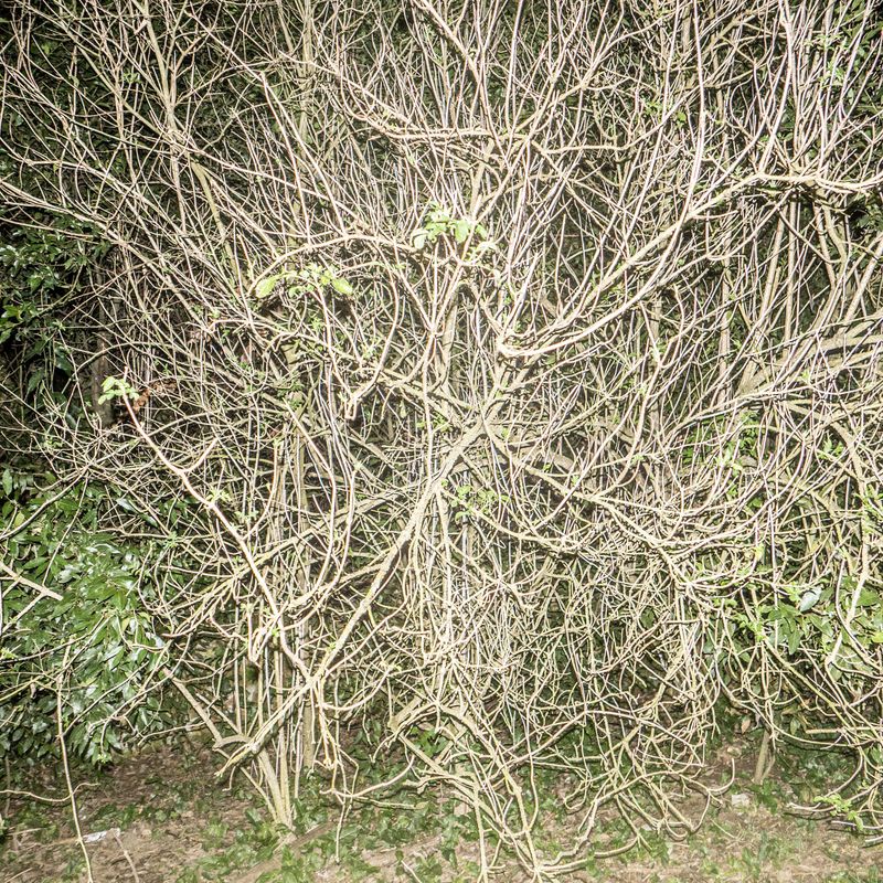 © ra.pso.di.co - woods