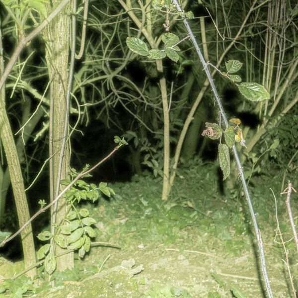 © ra.pso.di.co - woods