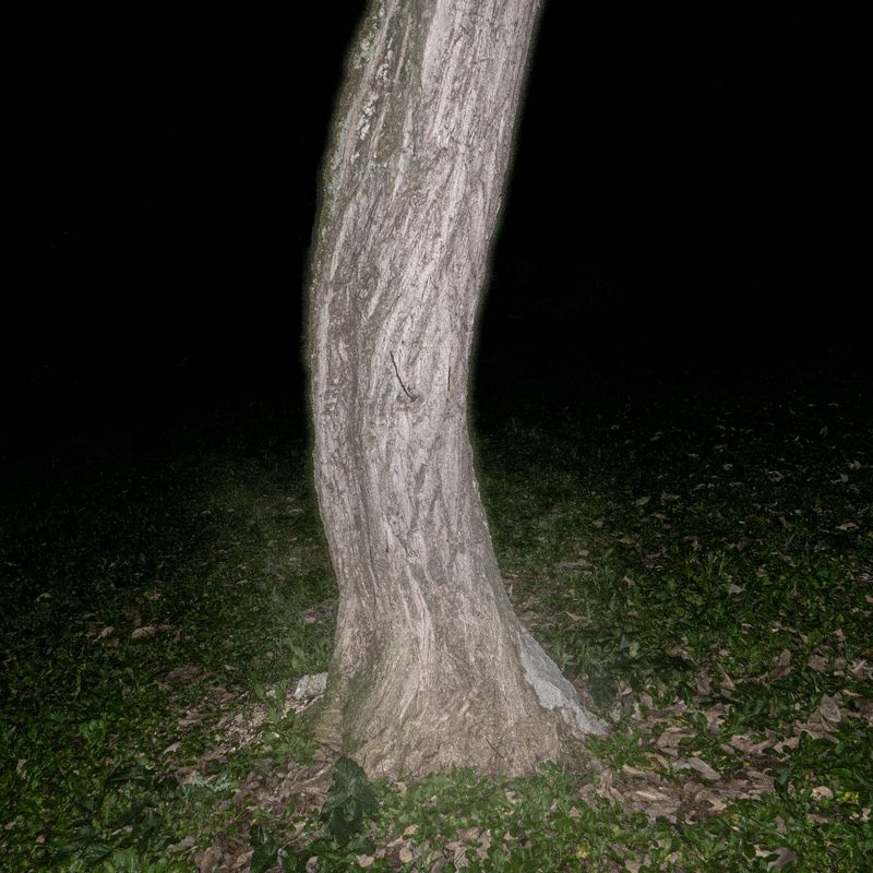 © ra.pso.di.co - woods