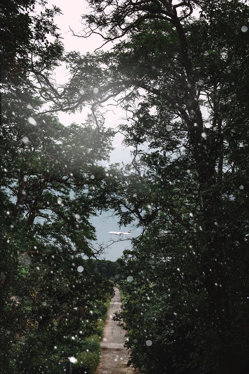 © Sonja Stadelmaier - Image from the Dandelion photography project