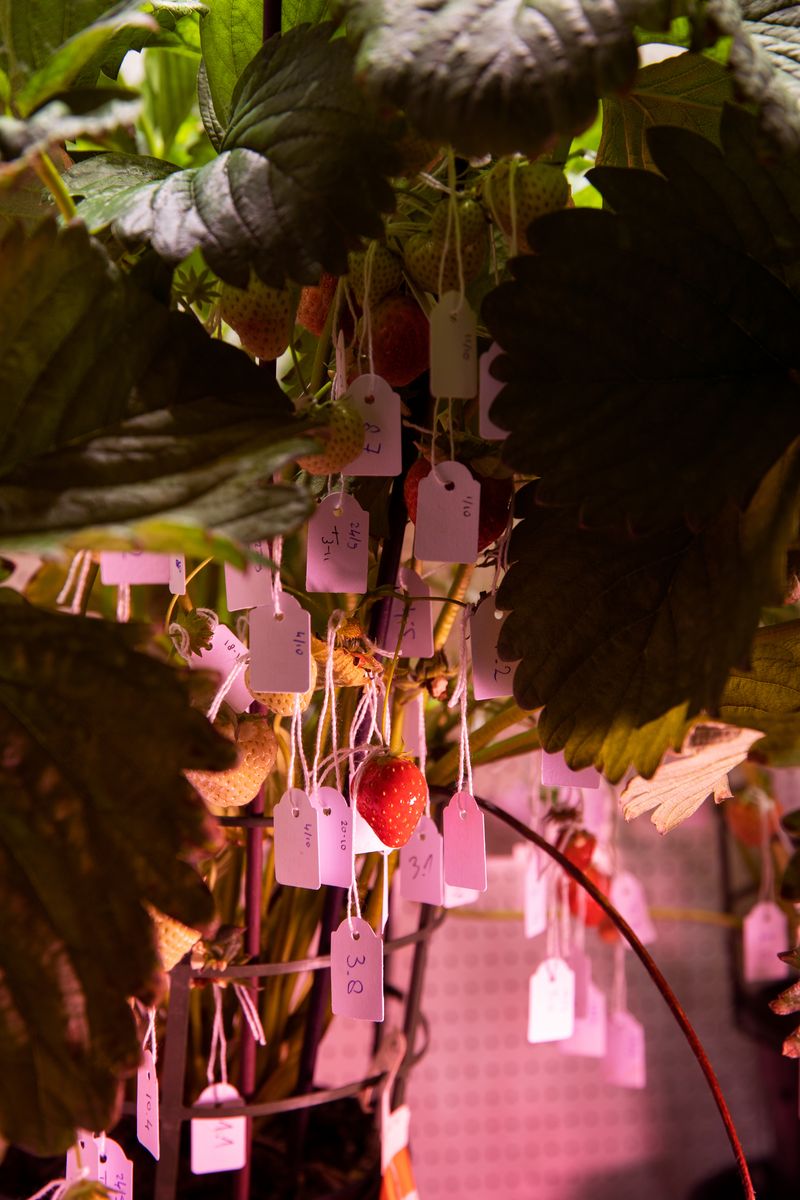 © Francesco Rucci & Francesco Marinelli - Analysis of the growth trend of strawberries with indoor systems. Wageningen University and Research, The Netherlands.