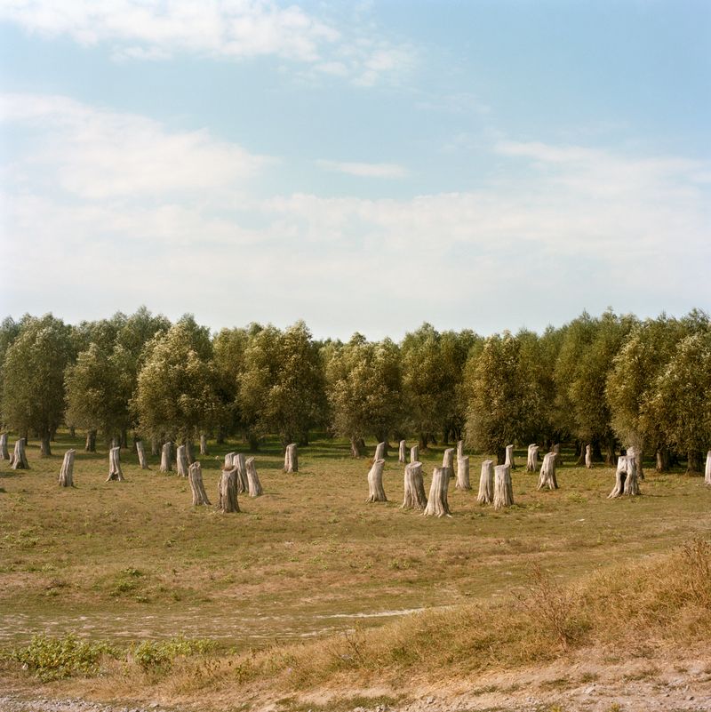 © Laura Pannack - And all’f a sudden the whole forest began to move...