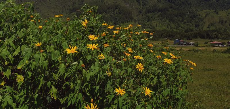 © Joseph Tasman - Image from the ᯖᯉᯬ ᯂᯎᯬᯑᯝᯉ᯲ - Tano Hagodangan photography project