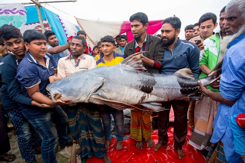 © Jahangir Alam Onuchcha - Sellers display a ‘Baghair’ fish weighing 100kg at ‘Poradaha Mela’