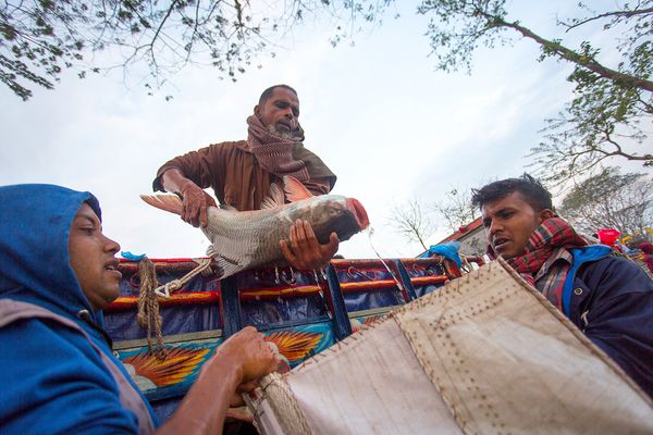 © Jahangir Alam Onuchcha - Labors are unloading big size of fishes at ‘Poradaha Mela’