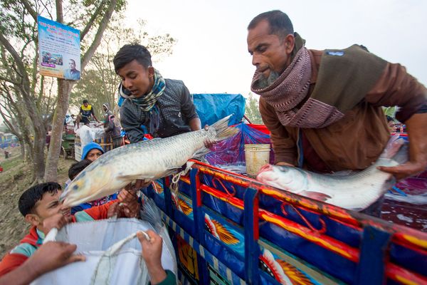 © Jahangir Alam Onuchcha - Labors are unloading big size of fishes at ‘Poradaha Mela’