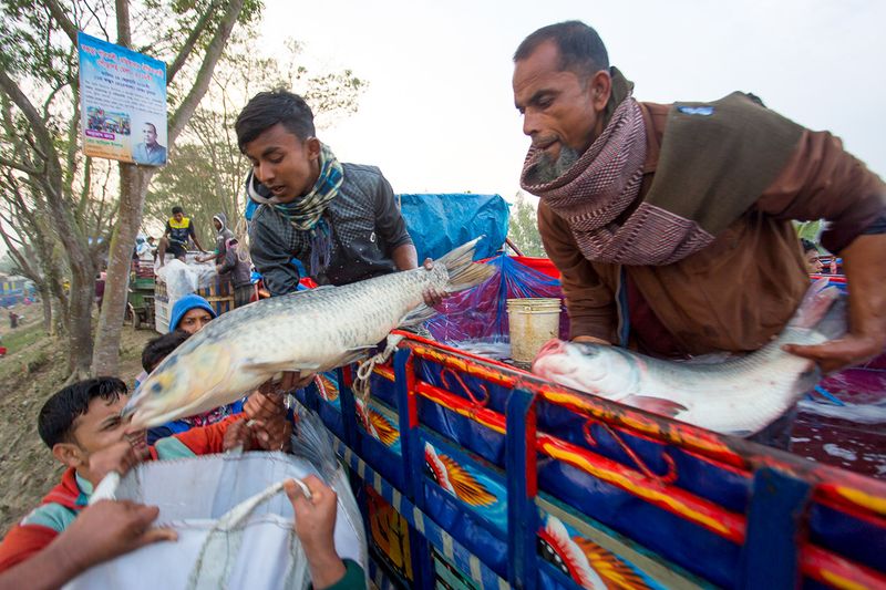 © Jahangir Alam Onuchcha - Labors are unloading big size of fishes at ‘Poradaha Mela’