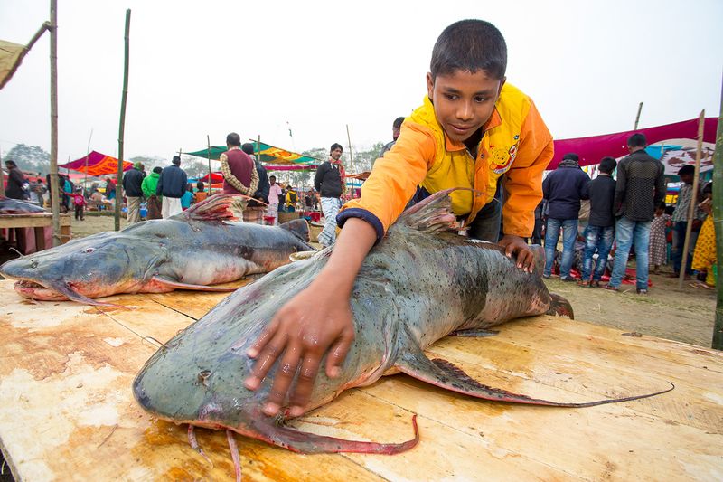 © Jahangir Alam Onuchcha - Image from the Largest fish fair in Southern Asia. photography project