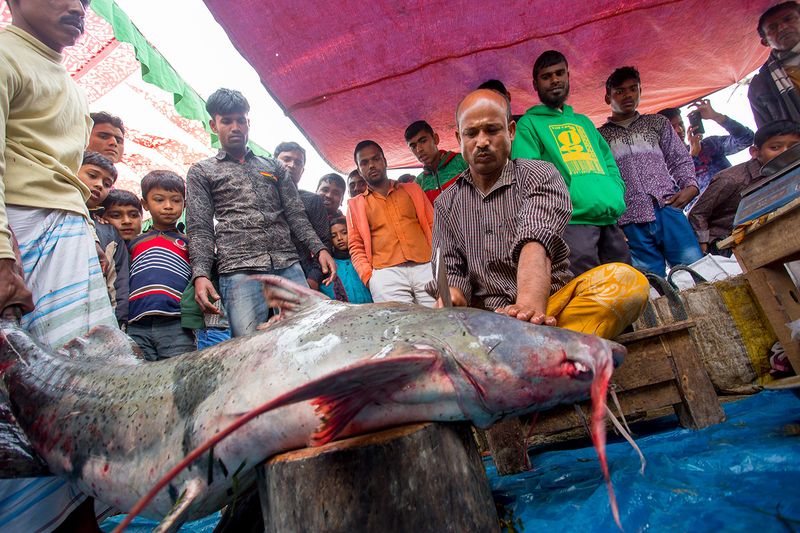 © Jahangir Alam Onuchcha - Image from the Largest fish fair in Southern Asia. photography project