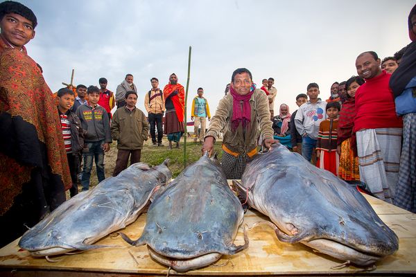 © Jahangir Alam Onuchcha - Fishermen show the customers a Bagar, a species of catfish, weighing around 70 kg in poradah mela.