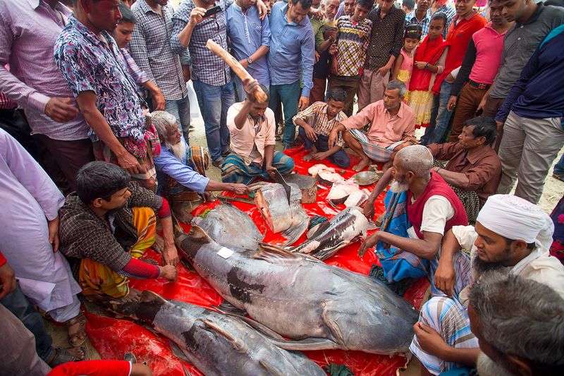 © Jahangir Alam Onuchcha - Image from the Largest fish fair in Southern Asia. photography project