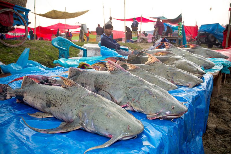 © Jahangir Alam Onuchcha - Fishermen show the customers a Bagar, a species of catfish, weighing around 70 kg in poradah mela.