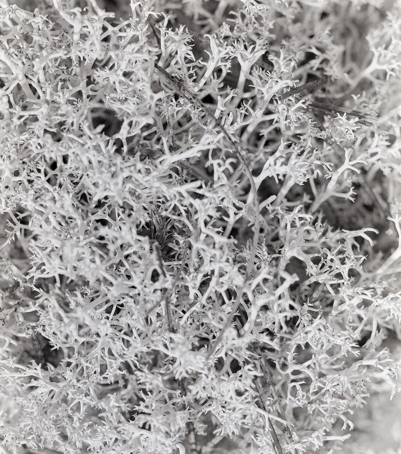 © Izabela Jurcewicz - Cells