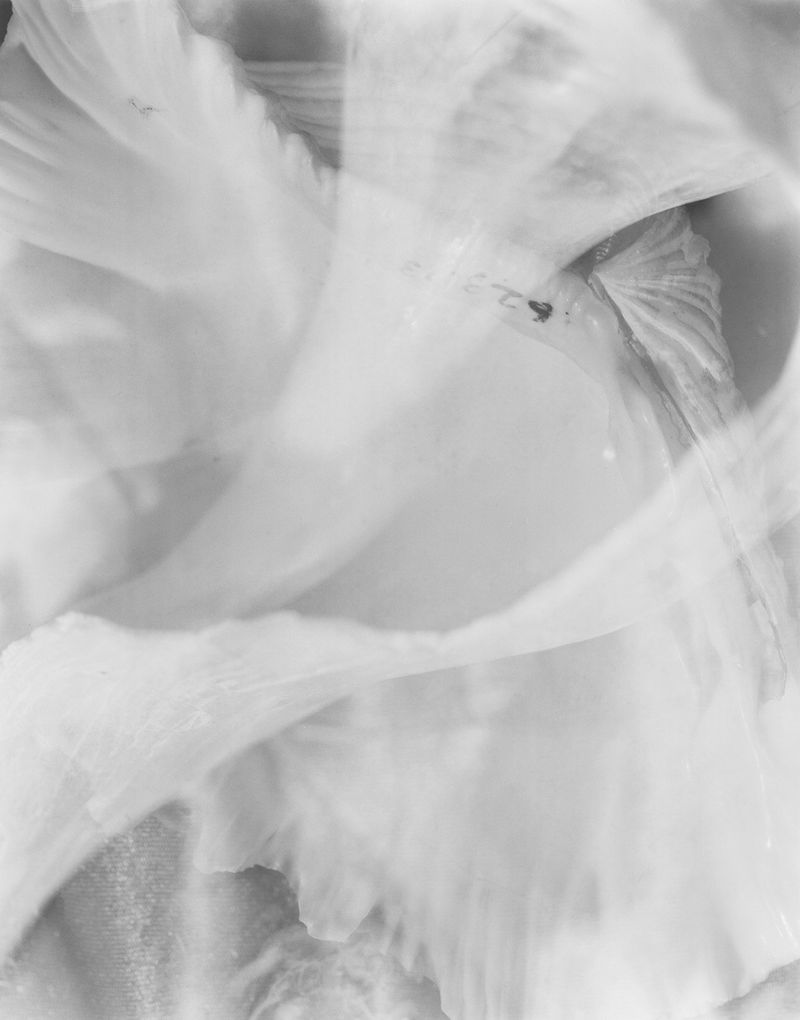 © Izabela Jurcewicz - Vessels No. I