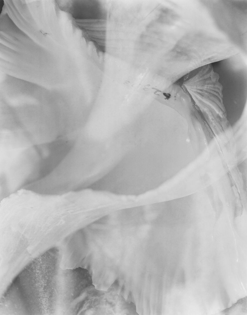 © Izabela Jurcewicz - Vessels No. I