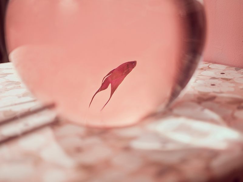 © Izabela Jurcewicz - Isolated, Alienated & On view