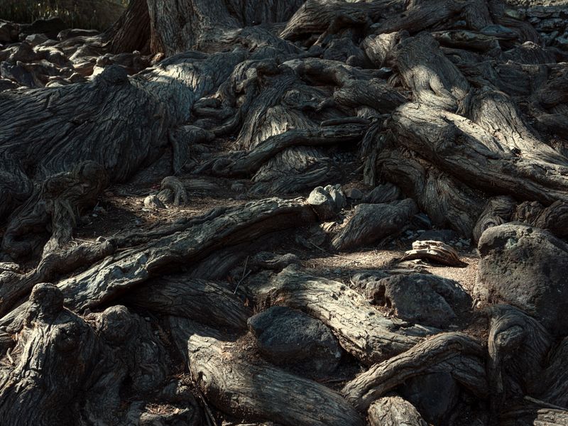 © Izabela Jurcewicz - Roots