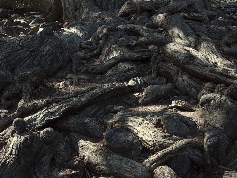 © Izabela Jurcewicz - Roots