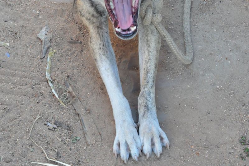 © Michelle Bastos - Image from the Ser-tão photography project