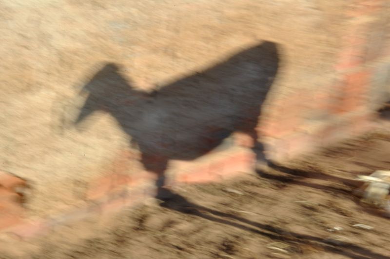 © Michelle Bastos - Image from the Ser-tão photography project