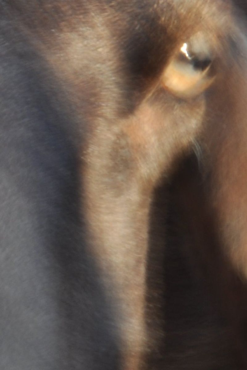 © Michelle Bastos - Image from the Ser-tão photography project