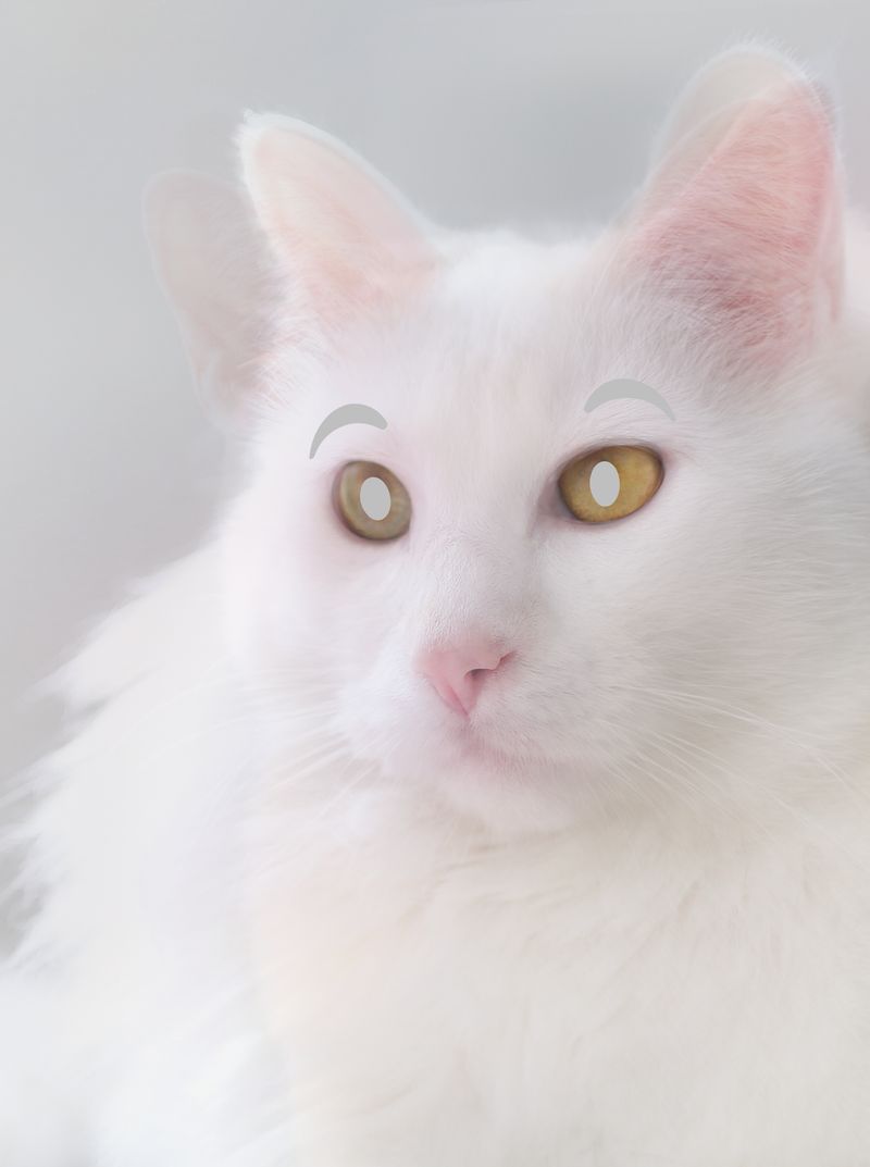 © Joseph Desler Costa - Soft Kitty Eyes White Hard Pink, Joseph Desler Costa