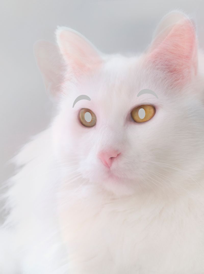 © Joseph Desler Costa - Soft Kitty Eyes White Hard Pink, Joseph Desler Costa