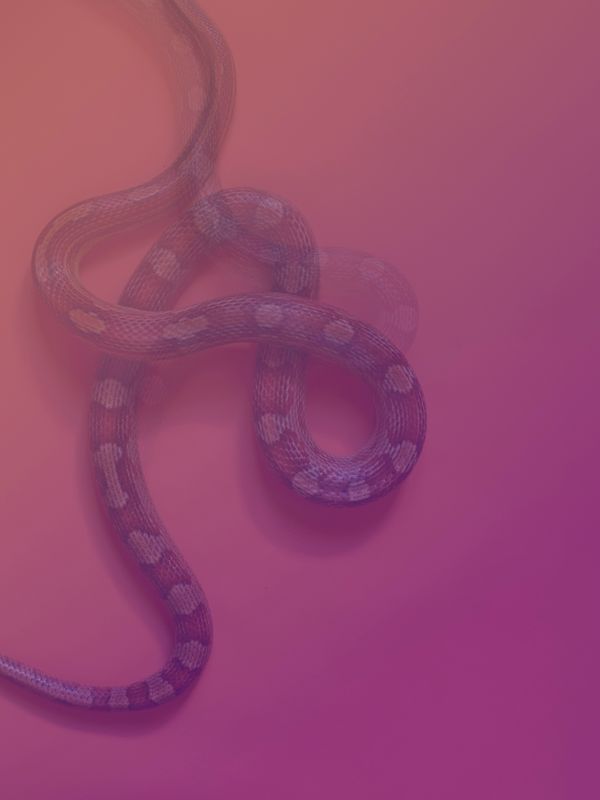 © Joseph Desler Costa - Pink snakes