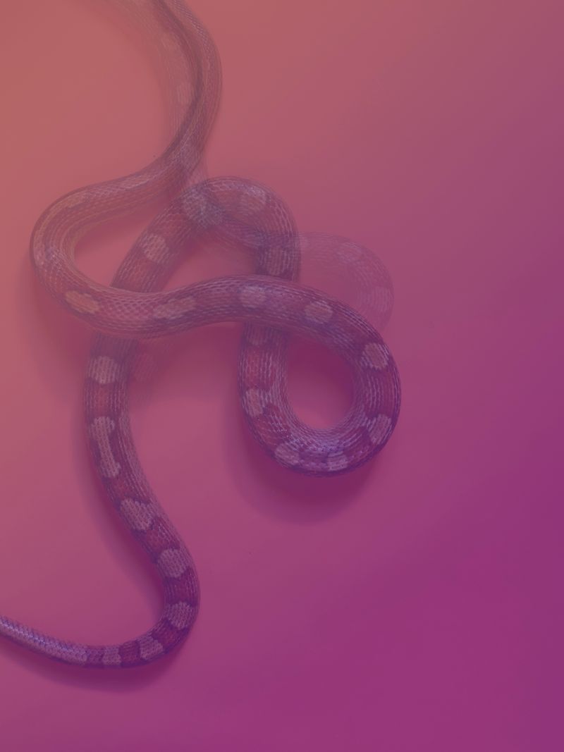 © Joseph Desler Costa - Pink snakes