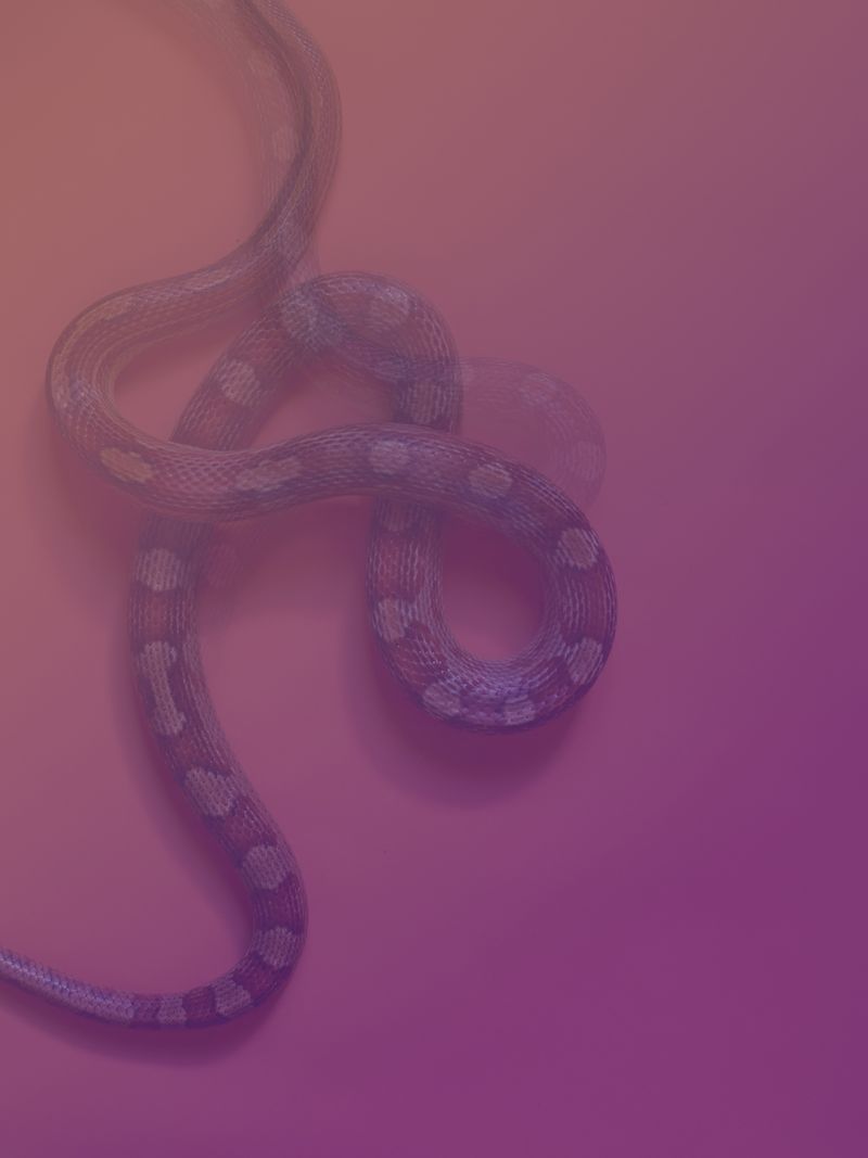 © Joseph Desler Costa - Pink snakes