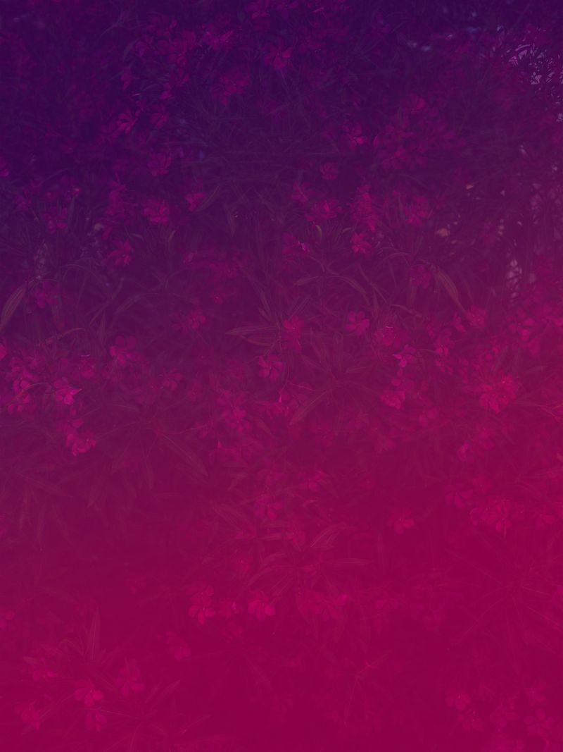 © Joseph Desler Costa - Pink Garden