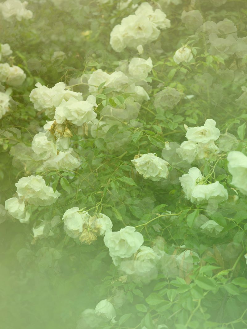 © Joseph Desler Costa - White Rose Garden