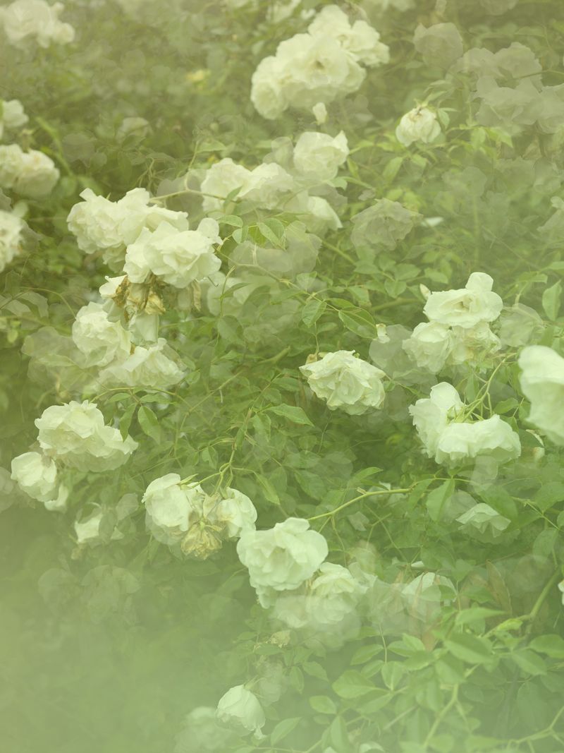 © Joseph Desler Costa - White Rose Garden