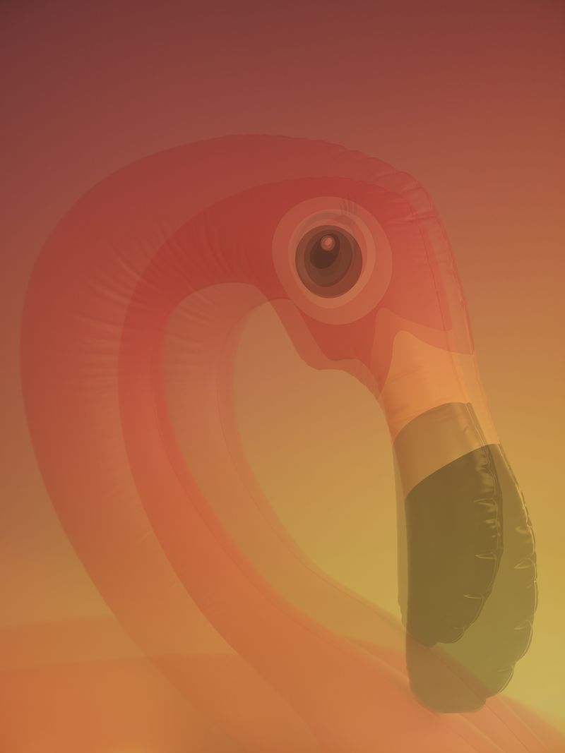 © Joseph Desler Costa - Flamingo