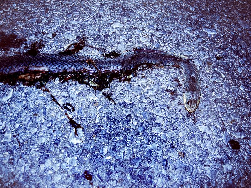 © Lily Zoumpouli - "Road Kill" 2013