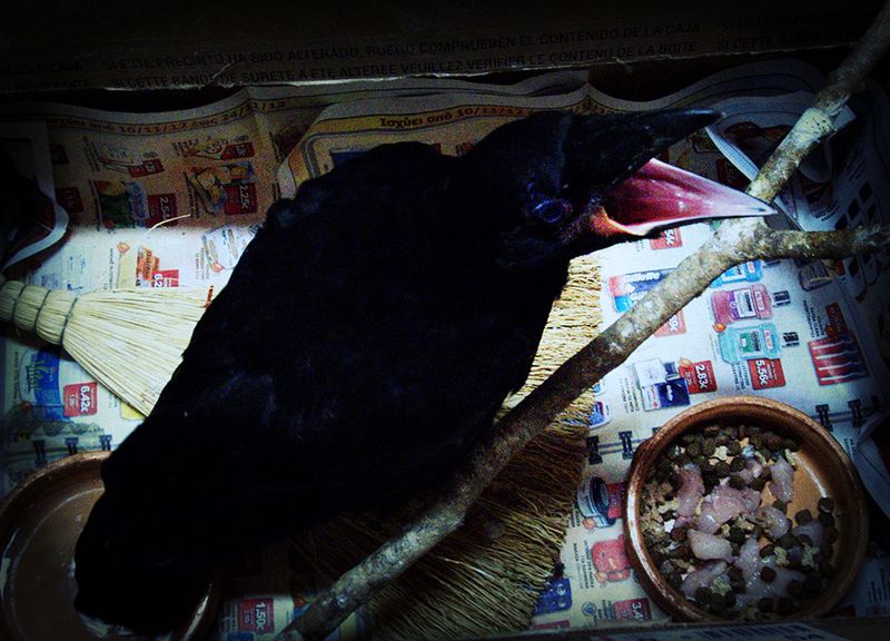 © Lily Zoumpouli - "The Crow" 2012