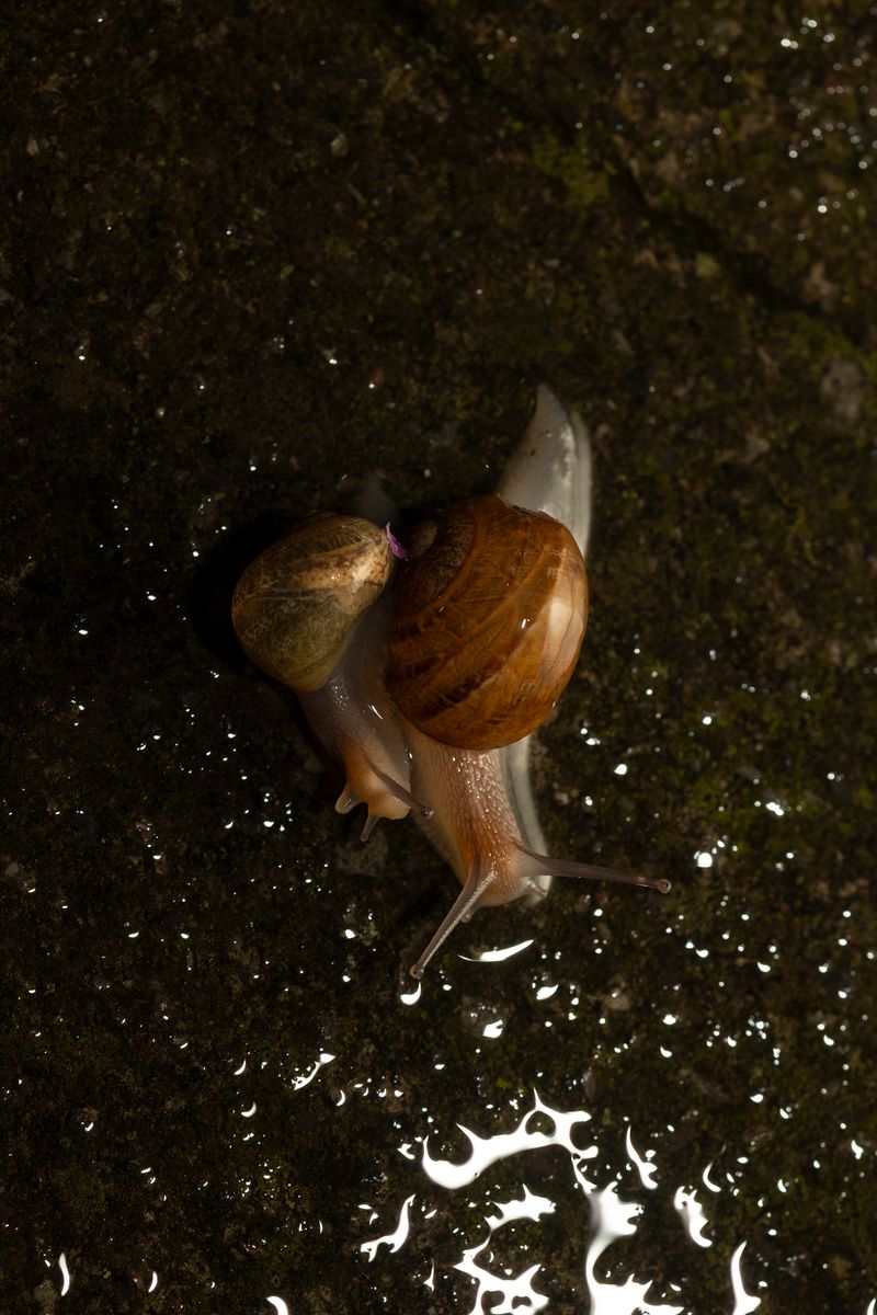 © Orly Morgenstern - Partner