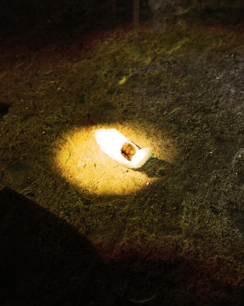 © Yiming Zhu - Earthborn