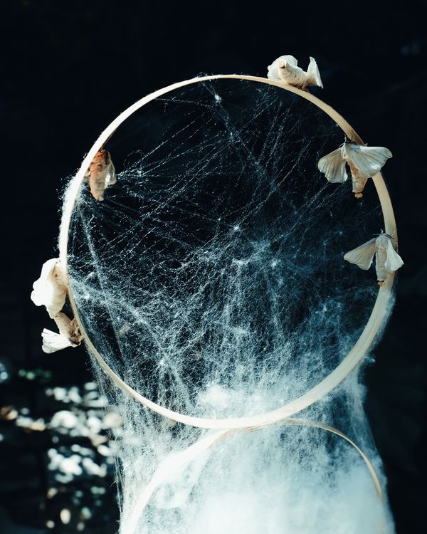 © Yiming Zhu - Metamorphosis