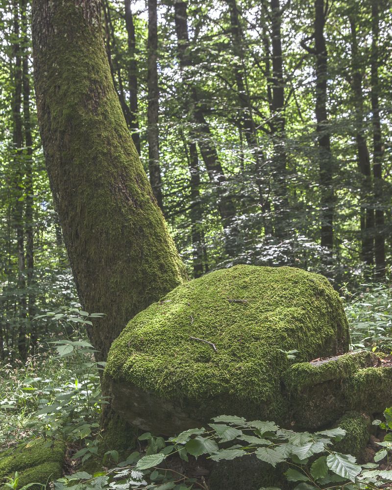 © Camila Rodrigo - Mold: Medium format photograph.