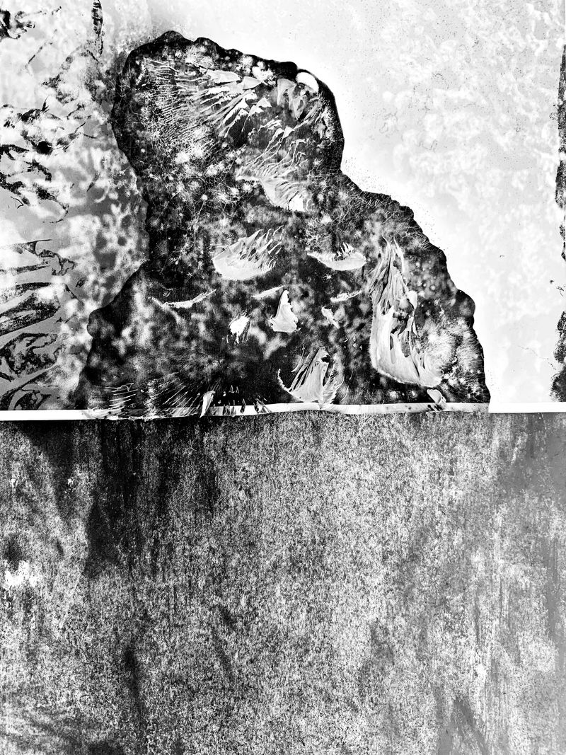 © Camila Rodrigo - Fungi from fungi