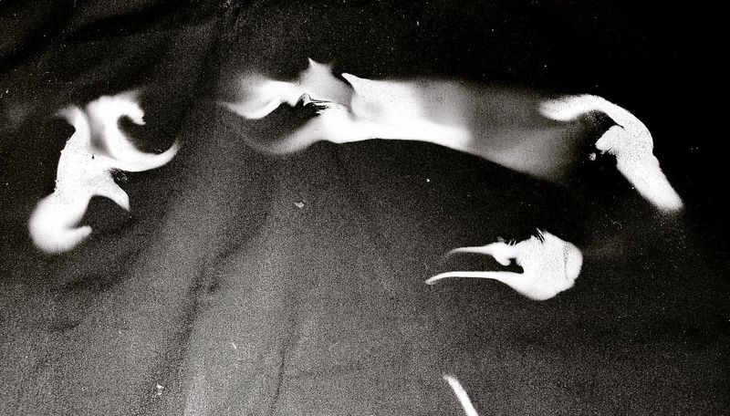 © Camila Rodrigo - Spore stamp II