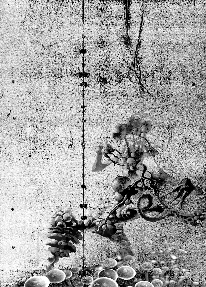 © Camila Rodrigo - mushrooms as teachers